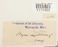 Bryum capillare image