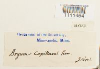 Bryum capillare image