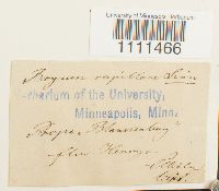 Bryum capillare image