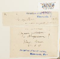 Bryum capillare image