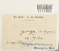 Bryum capillare image