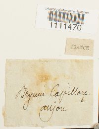 Bryum capillare image