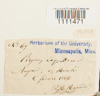 Bryum capillare image