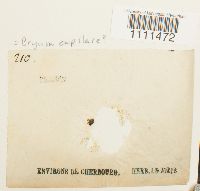 Image Associated With the Occurrence