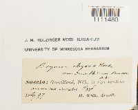 Bryum capillare image