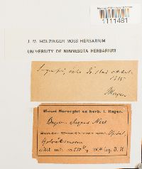 Image Associated With the Occurrence