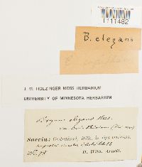 Bryum capillare image