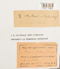 Bryum capillare image