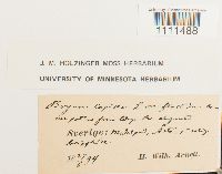 Bryum flaccidum image