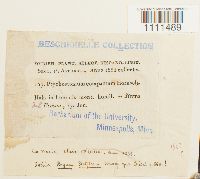 Bryum capillare image