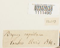 Bryum capillare image