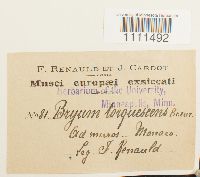 Bryum capillare image