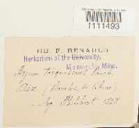 Bryum capillare image