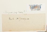 Bryum capillare image