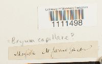 Bryum capillare image