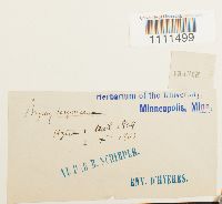 Bryum capillare image