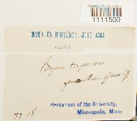 Bryum capillare image