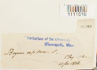 Bryum capillare image