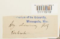 Bryum capillare image