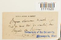 Bryum capillare image