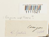 Bryum capillare image