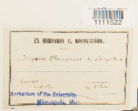 Bryum capillare image