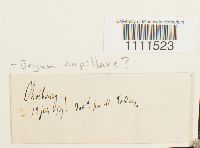 Bryum capillare image