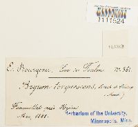 Bryum capillare image