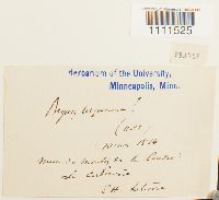 Bryum capillare image