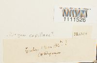 Bryum capillare image