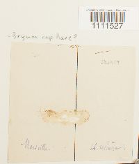 Bryum capillare image