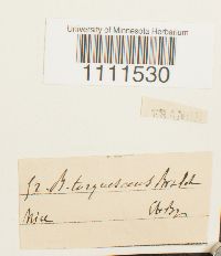 Bryum capillare image