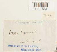 Bryum capillare image