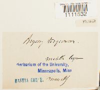 Bryum capillare image