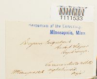 Bryum capillare image