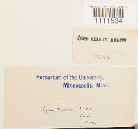 Bryum capillare image