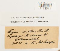 Bryum lonchocaulon image