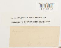 Bryum lonchocaulon image