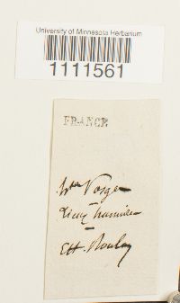 Bryum lonchocaulon image