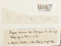 Bryum uliginosum image