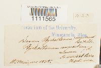 Bryum uliginosum image