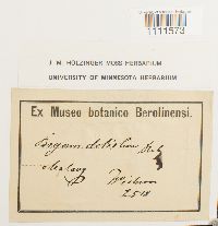 Bryum coronatum image