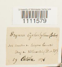 Bryum cyclophyllum image