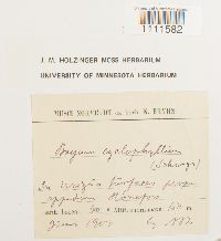 Bryum cyclophyllum image