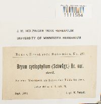 Bryum cyclophyllum image