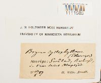 Bryum cyclophyllum image