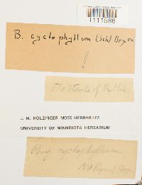 Bryum cyclophyllum image