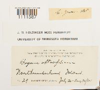 Bryum cyclophyllum image