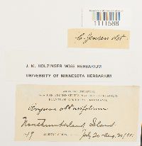 Bryum cyclophyllum image