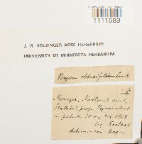 Bryum cyclophyllum image